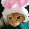 Profilbild von チキチキ