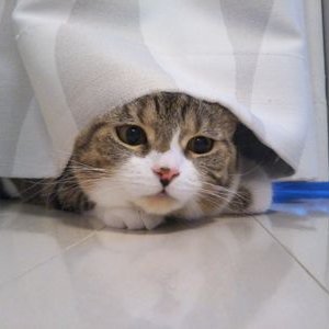 かりとん's profile picture