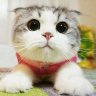 Sam profil fotoğrafı