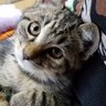 はる☆ 的头像