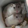 田中もじょ子 的头像