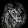 Shire Parcham's profile picture