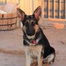 Profilbild von DeepSouthGSDgirl