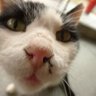 けむさむ's profile picture
