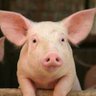 Laculpanoesdelchancho's profile picture