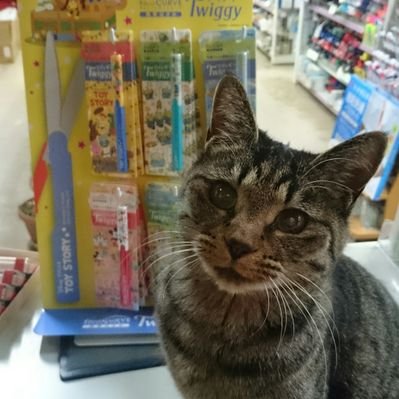ねこがいる文具店万年堂's profile picture