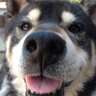 Profilbild von すけさん