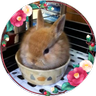 タカシナ 大福 ピヨ's profile picture