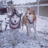 Profilbild von Husky Chick