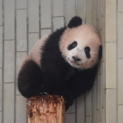 kedama_o_o's profile picture
