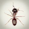 Ant 的头像