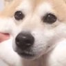 ほむたん 的头像