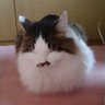 こかなこ's profile picture