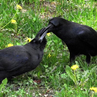 crow_research's profile picture