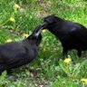 NPO法人札幌カラス研究会's profile picture