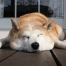 Profilbild von おの りょういち