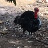 Humberto Cobian's profile picture