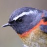 Profilbild von Taiwan Birding 台灣🐤