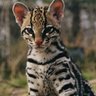 Animal de Rancho (Животное из деревни) profil fotoğrafı