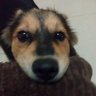陳冠宇 的头像