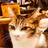Profilbild von 猫サイダー