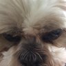 vic neat's profile picture