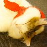 Фото профиля 気がつけばアホ毛がたっている さわ