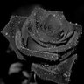 Фото профиля BlackRose ᥫ᭡.