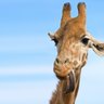 gorsan99's profile picture