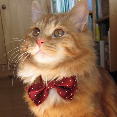 ピョンタ・フロスキー's profile picture