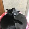 けいこさ〜ん 的头像