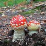 Amanita Dostias's profile picture