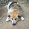 Profilbild von shadow