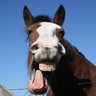 Caballo Loco profil fotoğrafı