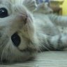 Shie profil fotoğrafı