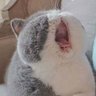 lrvine shaw's profile picture