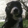 Фото профиля Sentinel Sheepdog