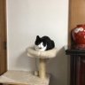 すもも 的头像