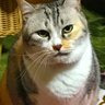 ボタモチ 的头像