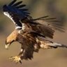 Фото профиля el último águila