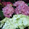hortensia hahn's profile picture