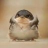 Profilbild von hupowong