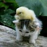 桃桃桃 profil fotoğrafı