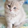 Фото профиля Hana
