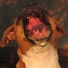 Throw you a bone's profile picture