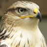 Коџин праунук's profile picture