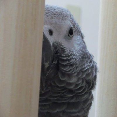 バルス's profile picture