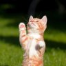 松虫. profil fotoğrafı