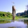 Standard Trout 的头像