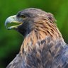Фото профиля Eagle Eye